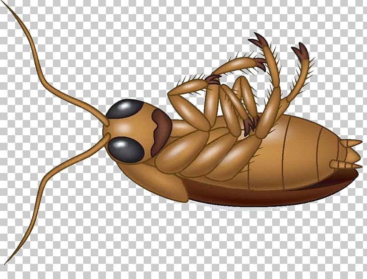 Cockroach Cartoon PNG, Clipart, American Cockroach, Animals, Arthropod, Birds And Insects, Crawl Free PNG Download