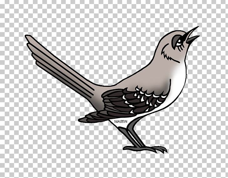 Northern Mockingbird Illustration PNG, Clipart, Animals, Beak, Bird, Cuculiformes, Drawing Free PNG Download