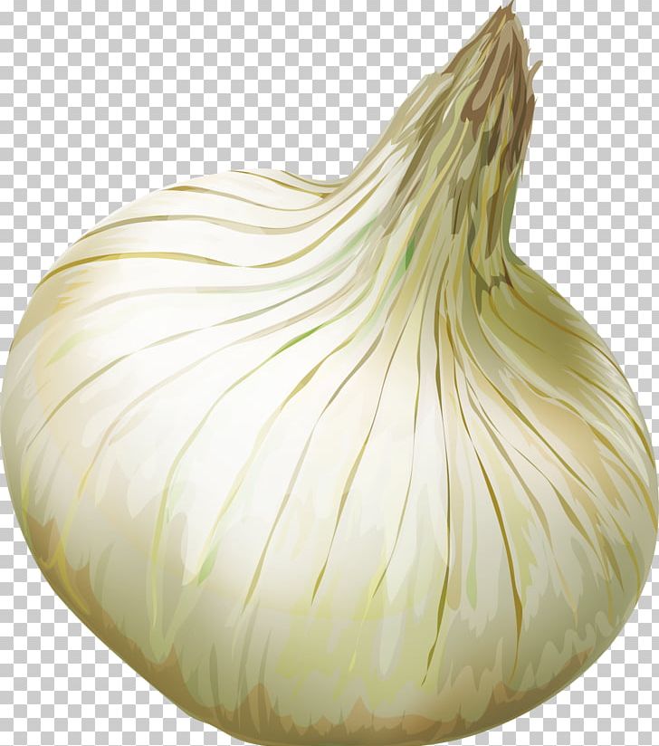 Shallot Elephant Garlic Yellow Onion Vegetable PNG, Clipart, Decorative, Decorative Pattern, Dig, Download, Food Free PNG Download
