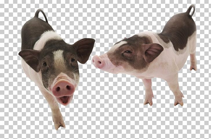 Vietnamese Pot-bellied Pet Docking PNG, Clipart, Animal, Animals, Cartoon Couple, Chong, Classical Swine Fever Free PNG Download