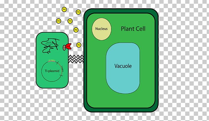 Agrobacterium Tumefaciens Plant Cell Ti Plasmid PNG, Clipart, Agrobacterium, Agrobacterium Tumefaciens, Area, Bacteria, Biology Free PNG Download