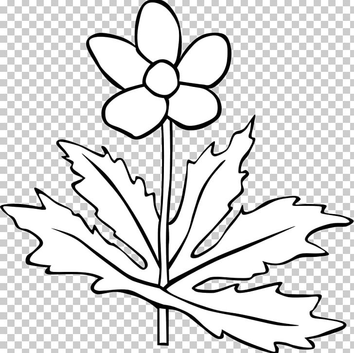 Anemone Canadensis Flower PNG, Clipart, Anemone Canadensis, Area, Artwork, Black And White, Branch Free PNG Download