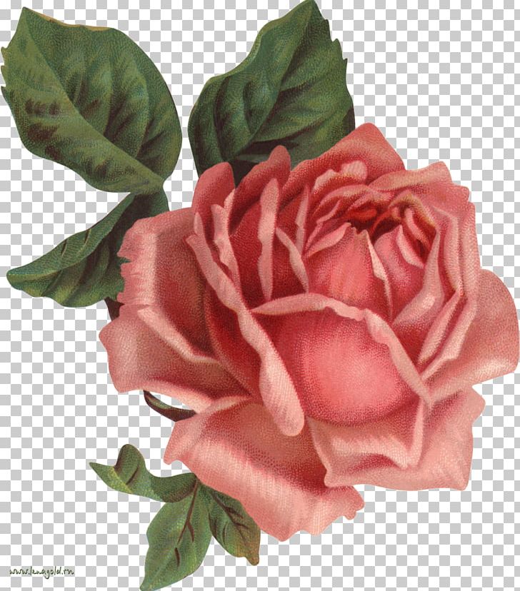 Old Roses: The Master List Vintage Clothing Flower PNG, Clipart, Artificial Flower, China Rose, Computer Icons, Cut Flowers, Drawing Free PNG Download