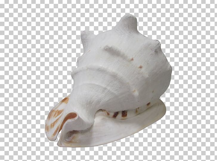 Bone Shankha PNG, Clipart, Bone, Conch Shell, Jaw, Others, Shankha Free PNG Download