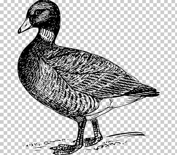 Goose Bird Duck Cygnini Drawing PNG, Clipart, Animals, Anseriformes, Beak, Bird, Bird Flight Free PNG Download