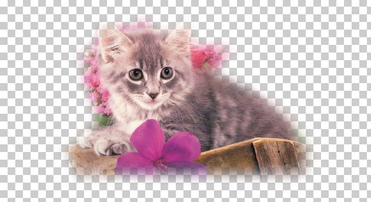 Kitten Whiskers American Curl Domestic Short-haired Cat PNG, Clipart, 720p, American Curl, Animal, Animals, British Semi Longhair Free PNG Download