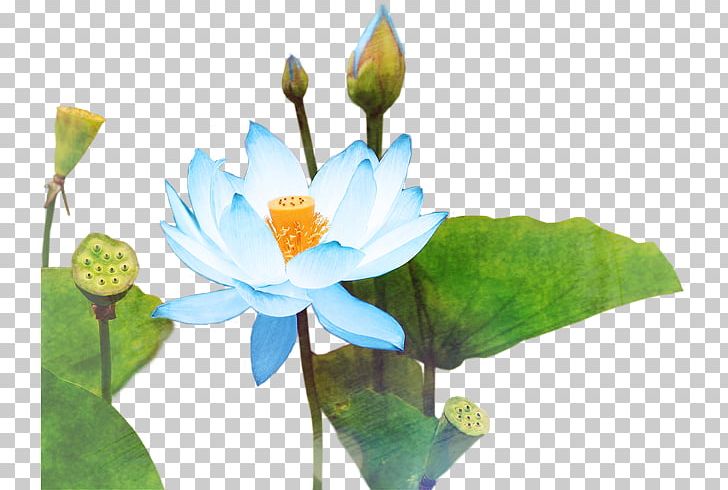 Nelumbo Nucifera Computer File PNG, Clipart, Amitu0101bha, Aquatic Plant, Chinese, Chinese Style, Computer Wallpaper Free PNG Download