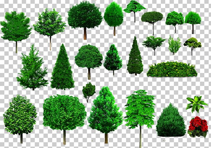 Tree Shrub Ornamental Plant Woody Plant PNG, Clipart, Biome, Bushes, Conifer, Conifers, Drawing Free PNG Download