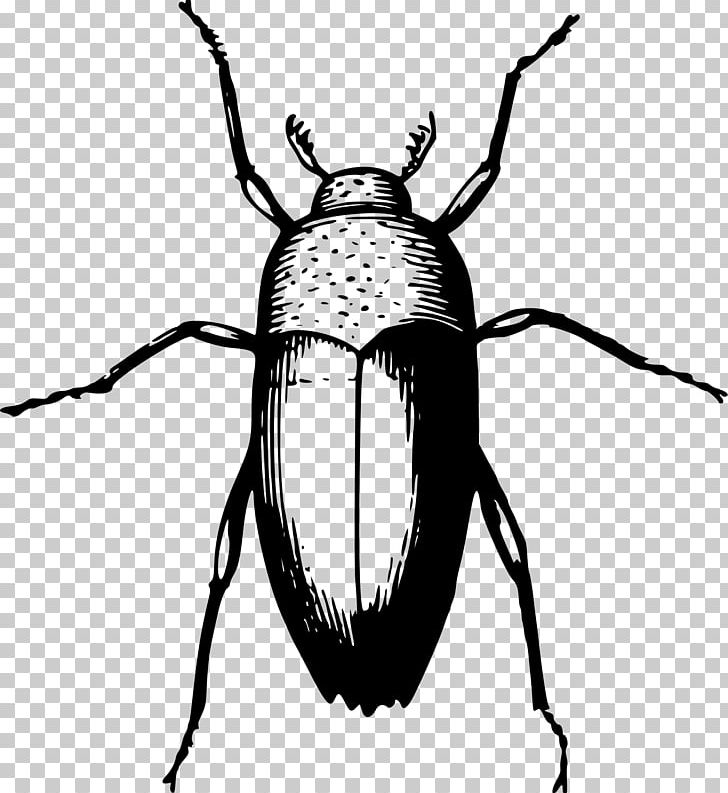 Beetle Animal PNG, Clipart, Animal, Animals, Arthropod, Artwork, Beetle Free PNG Download