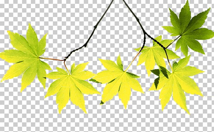 Maple Leaf Autumn PNG, Clipart, Autumn, Autumn Leaves, Autumn Tree, Branch, Download Free PNG Download