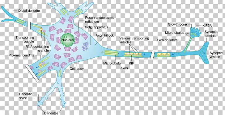 Motor Protein Kinesin Microtubule Neuron PNG, Clipart, Area, Axon, Axonal Transport, Axon Terminal, Cell Free PNG Download