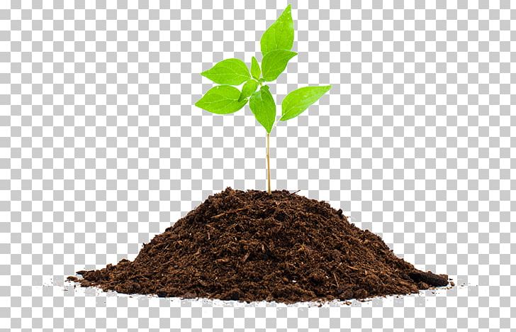Seedling Plant Soil Root Compost PNG, Clipart, Biz, Common Sunflower, Compost, Concept, Cutting Free PNG Download
