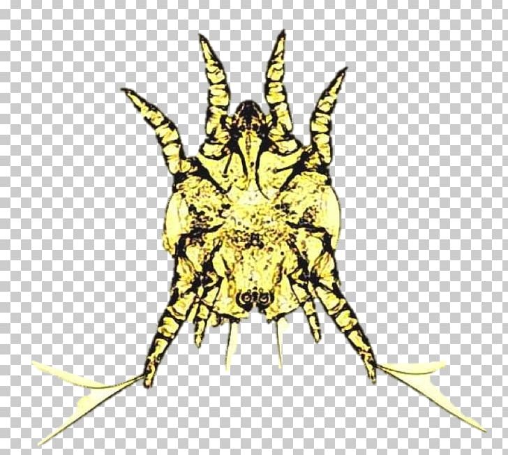 Insect Butterfly Art Otodectes Ear Mite PNG, Clipart, Animals, Art, Arthropod, Butterflies And Moths, Butterfly Free PNG Download