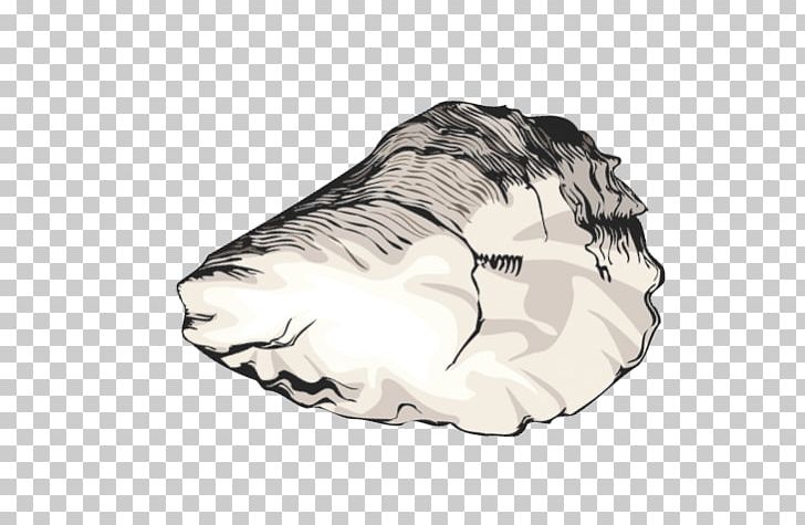Oyster Seashell Shellfish PNG, Clipart, Art, Carnivoran, Clip Art, Drawing, Free Content Free PNG Download