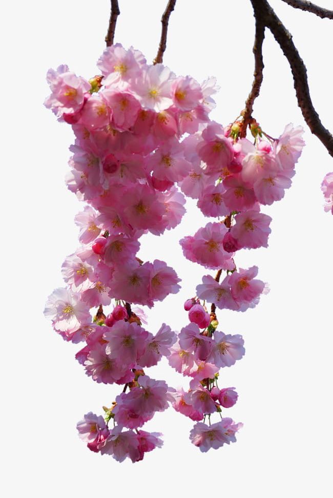 Pink Cherry Tree Branches PNG, Clipart, Blossoms, Branches, Branches Clipart, Cherry, Cherry Blossoms Free PNG Download