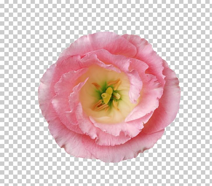 Poppy Hibiscus Pink Flowers PNG, Clipart, Cut Flowers, Encapsulated Postscript, Flower, Flowering Plant, Flowers Free PNG Download