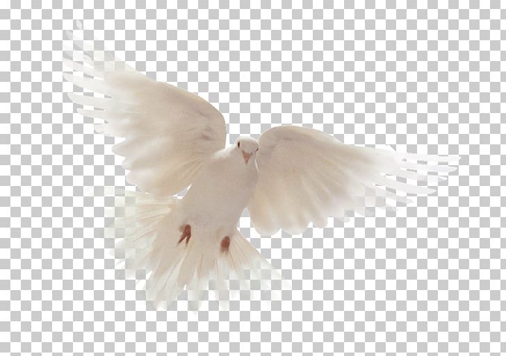 Bible Holy Spirit Columbidae Doves As Symbols PNG, Clipart, Abrahamic Religions, Beak, Bible, Bird, Christianity Free PNG Download