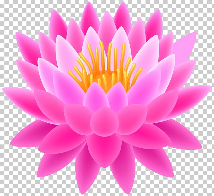 Nelumbo Nucifera PNG, Clipart, Chrysanths, Closeup, Color, Dahlia, Daisy Family Free PNG Download