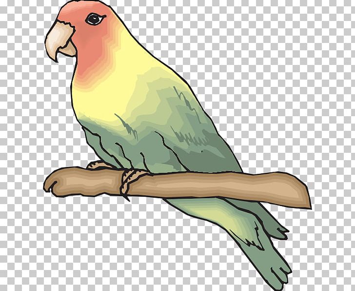 Rosy-faced Lovebird Parrot PNG, Clipart, Animals, Beak, Bird, Birdcage, Cartoon Free PNG Download