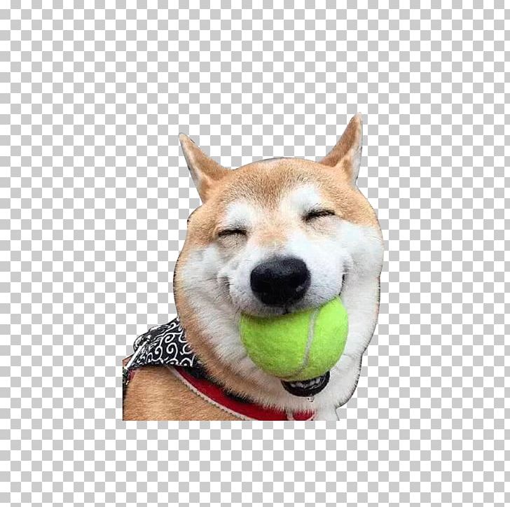 Shiba Inu Akita Laughter Doge PNG, Clipart, Acfun, Akita Inu, Anime, Baseball, Carnivoran Free PNG Download