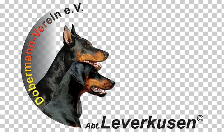 Dobermann German Pinscher Manchester Terrier Leverkusen Dog Breed PNG, Clipart, Breed, Carnivoran, Dobermann, Dog, Dog Breed Free PNG Download