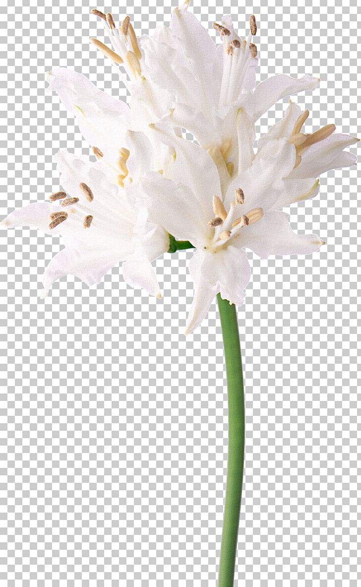 Floral Design White Flower Nerine Photography PNG, Clipart, Abstract, Artificial Flower, Bouquet Of Flowers, Creativ, Daffodil Free PNG Download