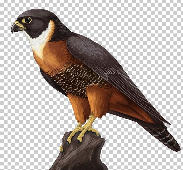 Orange-breasted Falcon Computer Icons PNG, Clipart, Animals, Archive File, Beak, Bird, Bird Of Prey Free PNG Download