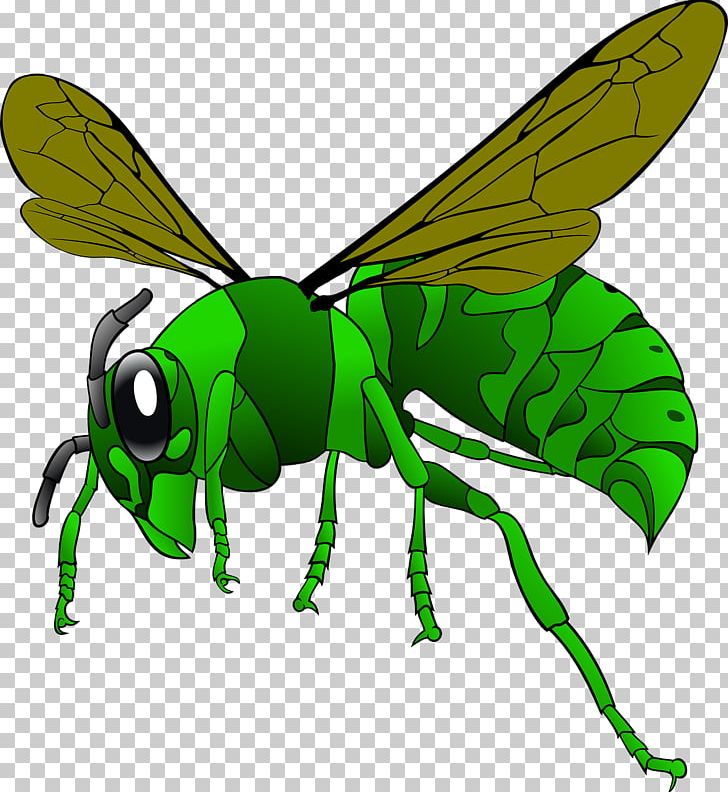 Green Hornet Bee Vespa Simillima PNG, Clipart, Animals, Arthropod, Bee, Cartoon, Drawing Free PNG Download