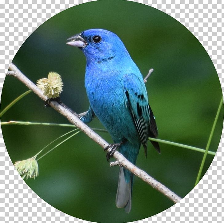 Hummingbird Passerine Indigo Bunting Eastern Bluebird PNG, Clipart, Animal, Animals, Beak, Bird, Bluebird Free PNG Download
