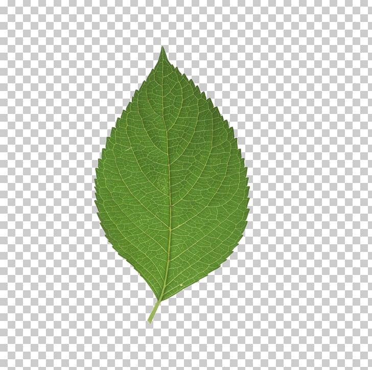 Leaf Green PNG, Clipart, Autumn Leaf, Grass, Green, Green Leaf, Green Leaf Free PNG Download