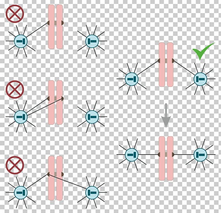 Mitosis Prometaphase Cell Division PNG, Clipart, Angle, Area, Cell, Cell Division, Chores Free PNG Download