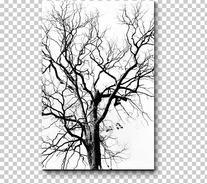 Stock Photography Drawing Tree Leaf PNG, Clipart, Black And White, Branch, Dead, Dead Tree, Drawing Free PNG Download