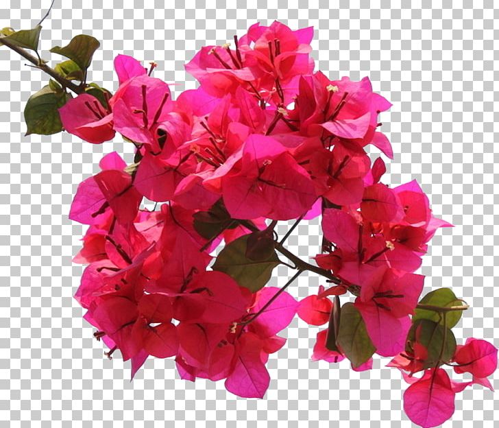 Bougainvillea Flower Ipomoea Nil Petal PNG, Clipart, Annual Plant, Art, Artificial Flower, Blossom, Bract Free PNG Download