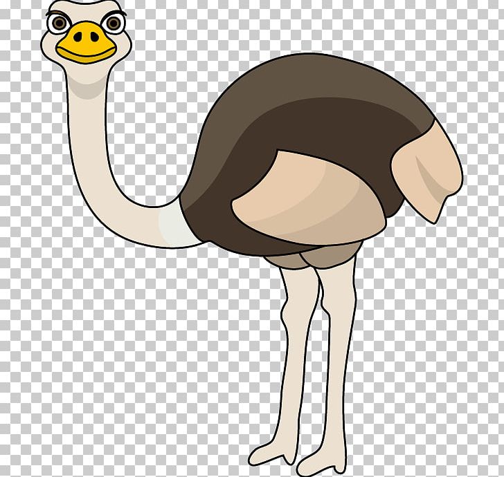 Common Ostrich PNG, Clipart, Animals, Beak, Bird, Blog, Common Ostrich Free PNG Download