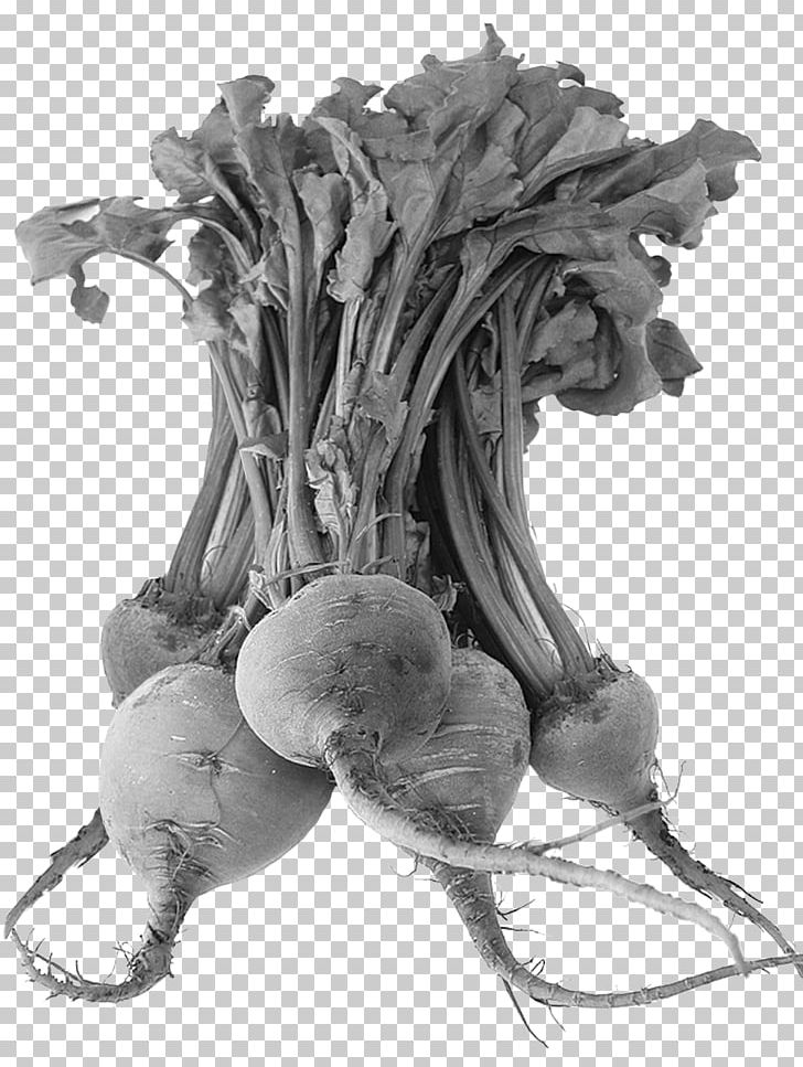 Juice Beetroot Radish Vegetable Smoothie PNG, Clipart, Beetroot, Black And White, Branch, Carrot, Cooking Free PNG Download