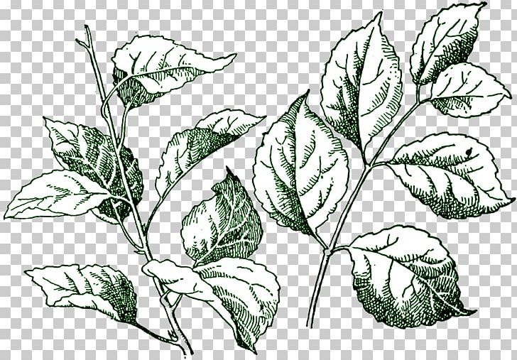 Leaf PNG, Clipart, Branch, Color, Digital Stamp, Drawing, Flora Free PNG Download