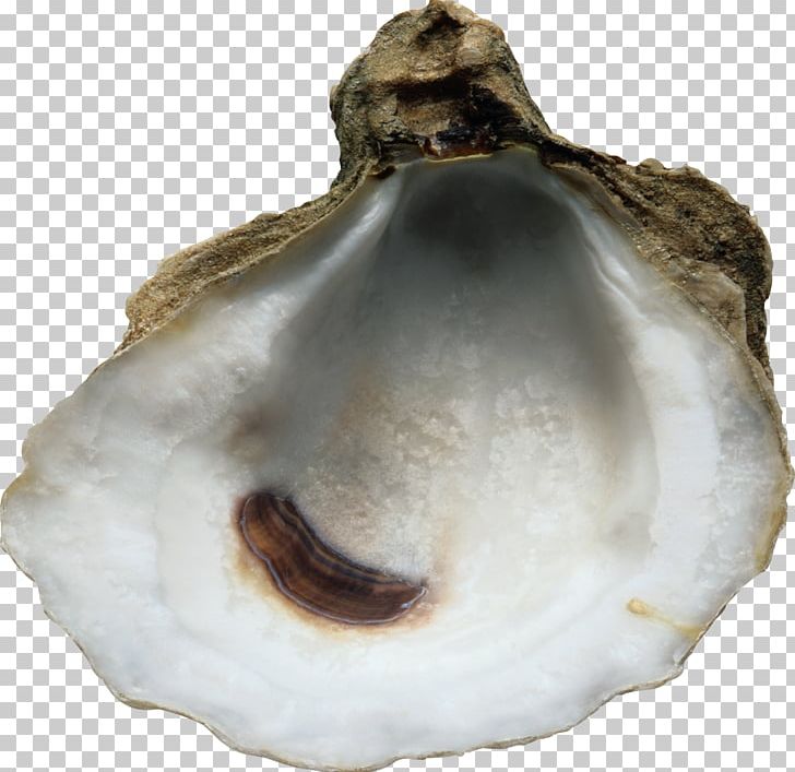 Oyster Majorica Pearl Earring Jewellery PNG, Clipart, Animal Source Foods, Clam, Clams Oysters Mussels And Scallops, Getty Images, La Perla Free PNG Download