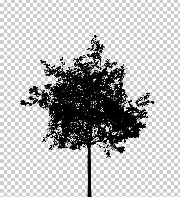 Tree Silhouette PNG, Clipart, Art, Black And White, Branch, Leaf, Monochrome Free PNG Download