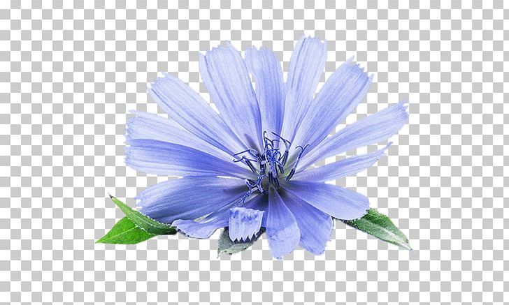 Chicory Stock Photography Chicorée Industrielle Endive PNG, Clipart, Blue, Chicory, Daisy Family, Endive, Flower Free PNG Download