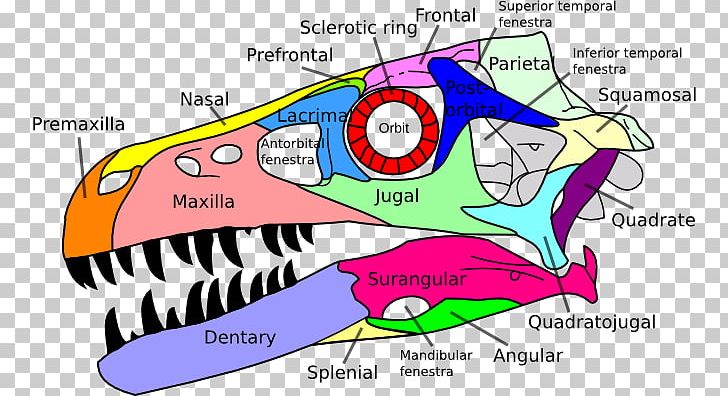 Dromaeosaurus Tyrannosaurus Allosaurus Reptile Spinosaurus PNG, Clipart, Allosaurus, Anatomy, Area, Art, Bone Free PNG Download