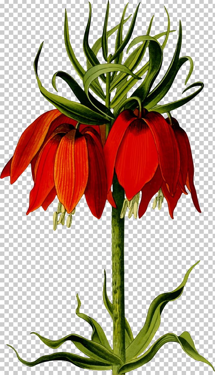 Flower Drawing Stock Photography PNG, Clipart, Computer Icons, Crown Imperial, Cut Flowers, Download, Drawing Free PNG Download