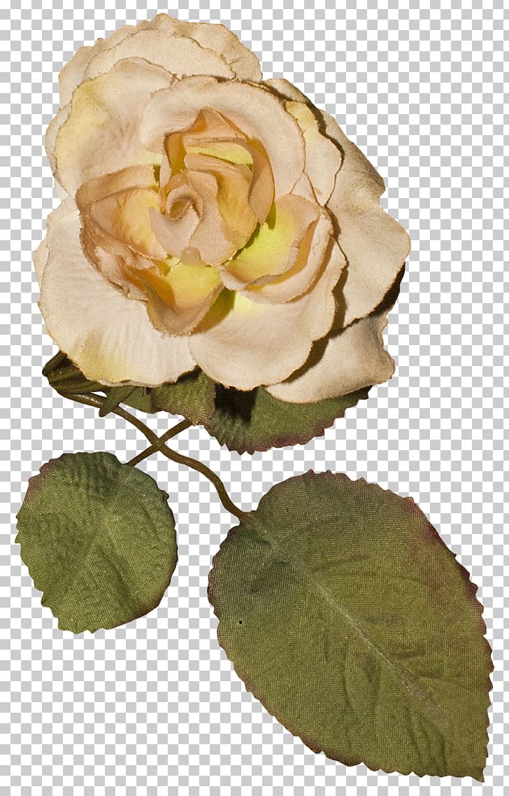 Garden Roses Centifolia Roses Cut Flowers Floral Design PNG, Clipart, Blog, Centifolia Roses, Cut Flowers, Floral Design, Flower Free PNG Download