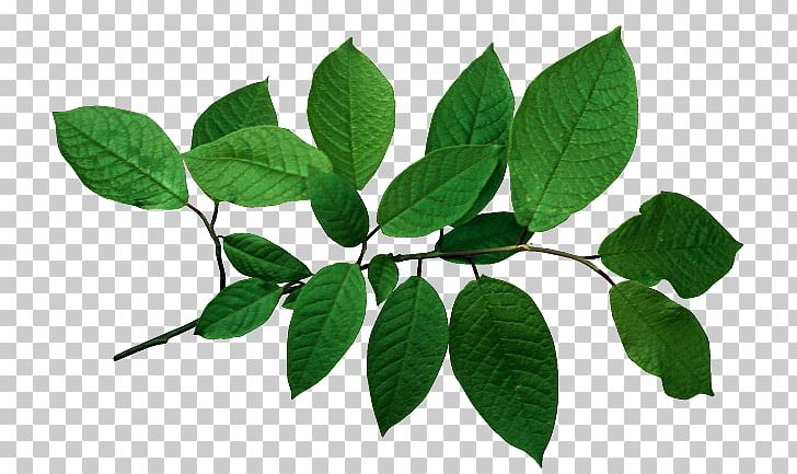Leaf Branch Plant Stem PNG, Clipart, Branch, Digital Image, Image Resolution, Leaf, Plant Free PNG Download