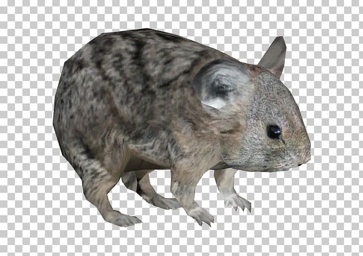 Zoo Tycoon 2: Marine Mania Hamster American Pika Animal PNG, Clipart, American Pika, Animal, Common Degu, Degu, Expansion Pack Free PNG Download