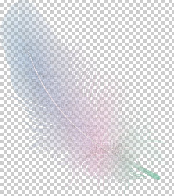Bird Feather Wing Quill Close-up PNG, Clipart, Animal, Animals, Bird, Closeup, Close Up Free PNG Download