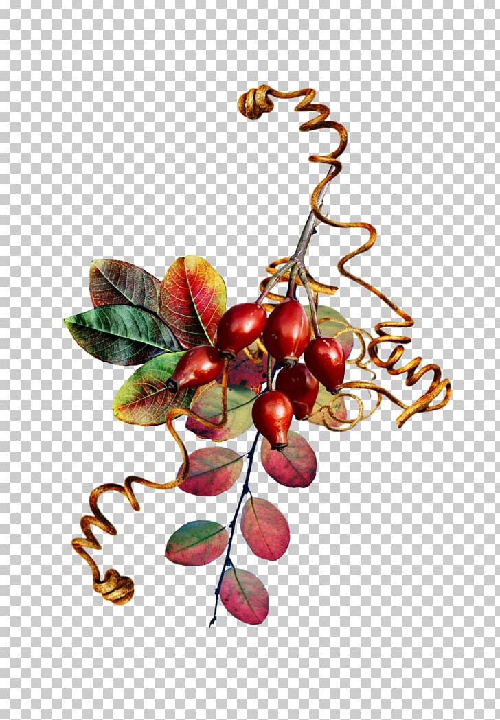 Food Fruit Plant PNG, Clipart, Autumn, Berry, Cherry, Food, Food Drinks Free PNG Download