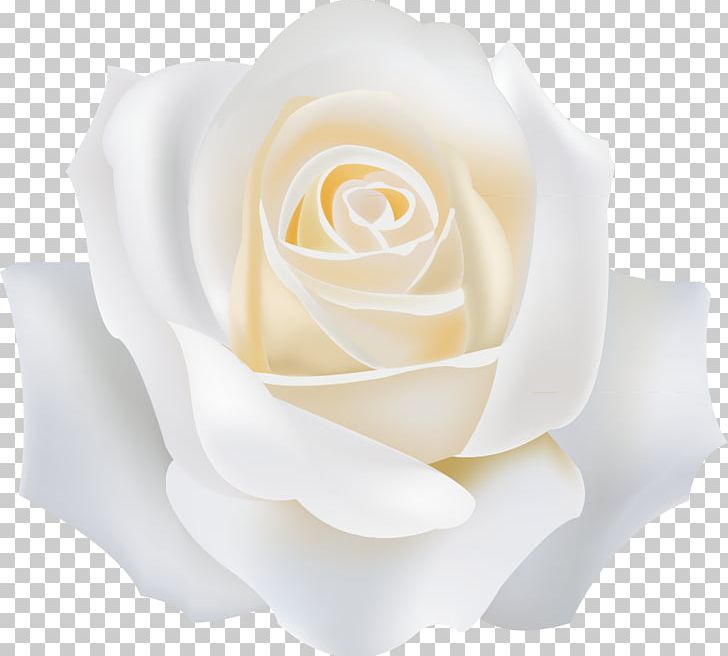 Garden Roses White PNG, Clipart, Adobe Illustrator, Background White, Black White, Computer Wallpaper, Cut Flowers Free PNG Download