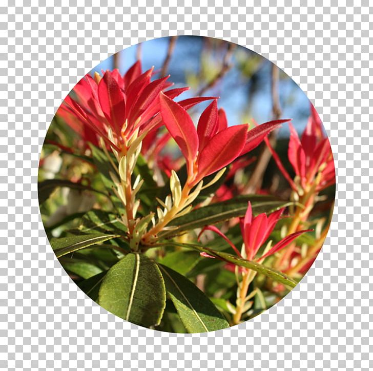 Japanese Andromeda Shrub Evergreen Garden Deciduous PNG, Clipart, Cyclamen, Deciduous, Evergreen, Flower, Garden Free PNG Download