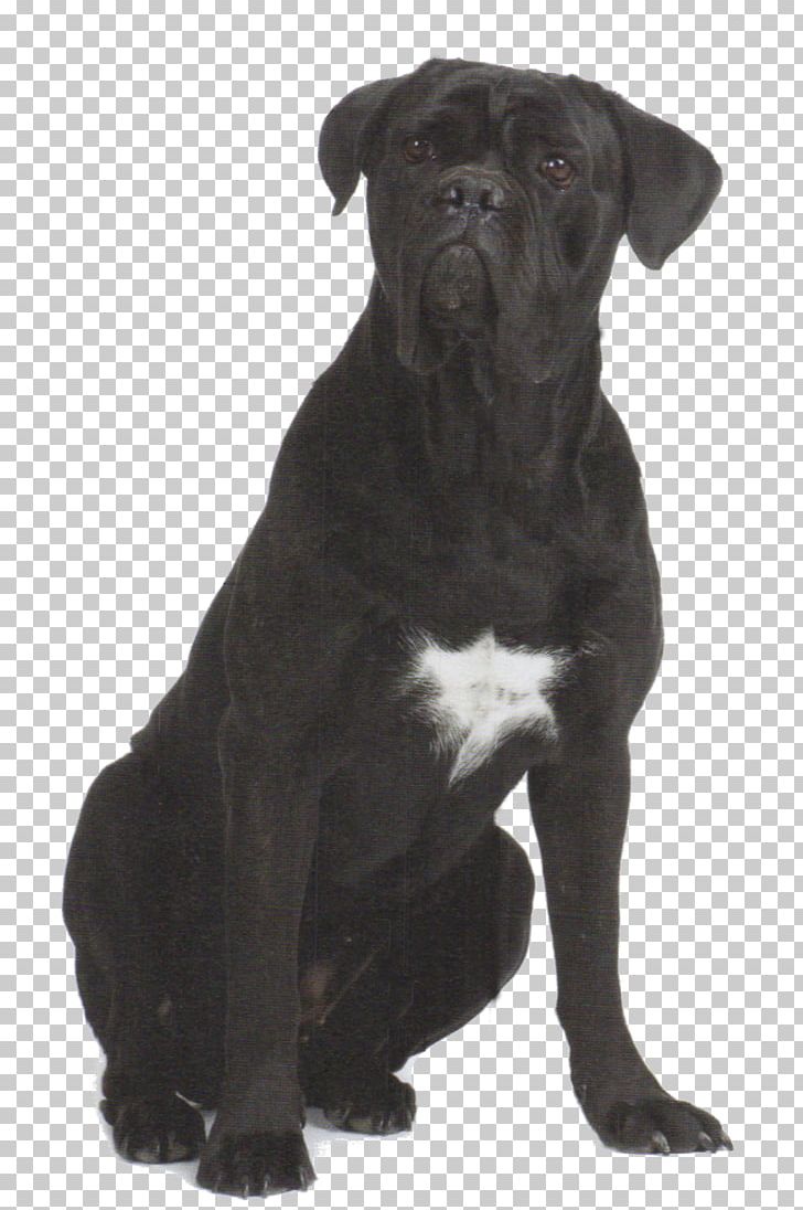 Cane Corso Dog Breed Patterdale Terrier Olde English