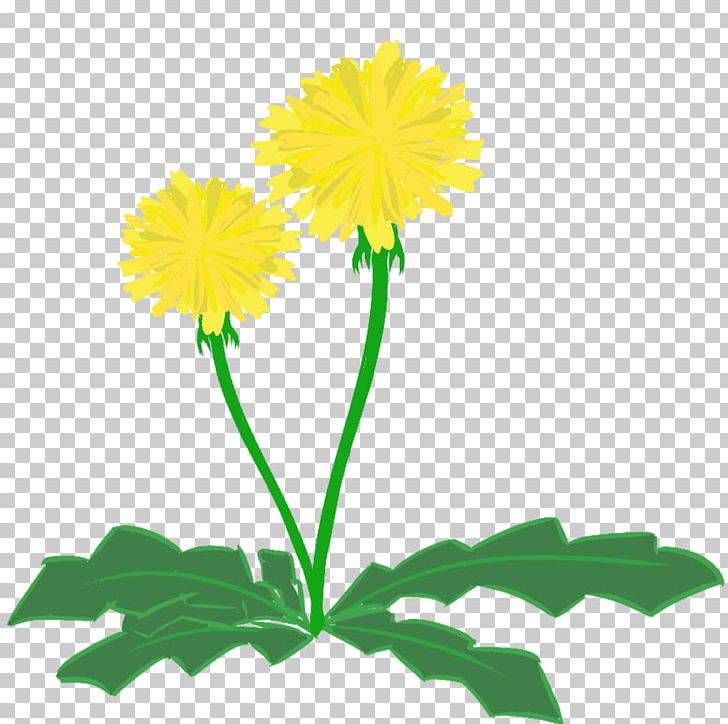 Dandelion Cut Flowers PNG, Clipart, Chrysanthemum, Chrysanths, Clip Art, Cut Flowers, Daisy Free PNG Download